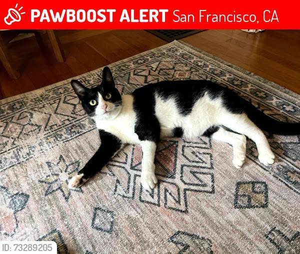 Lost cat