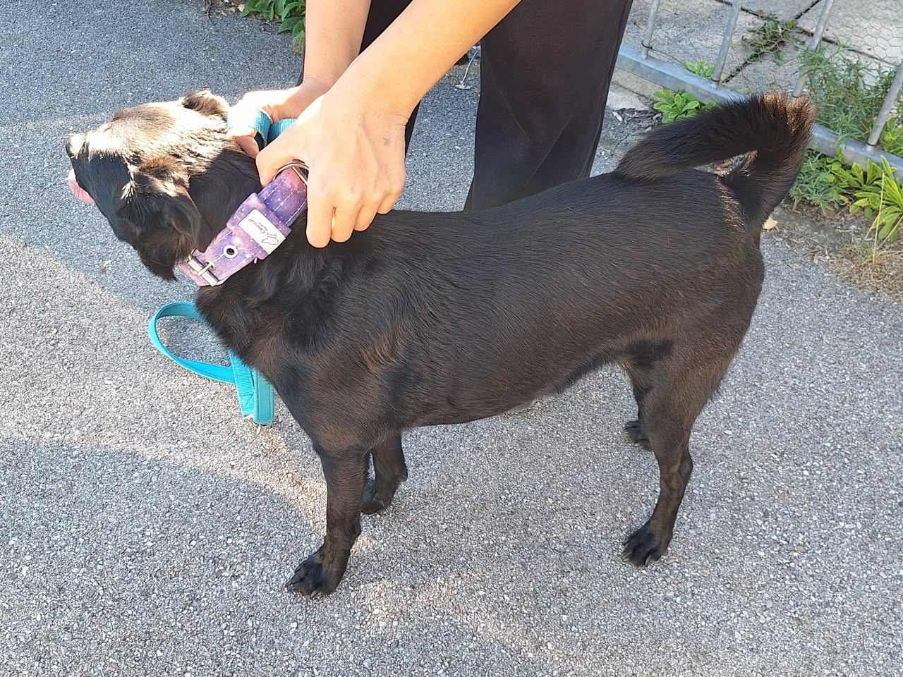 Found dog