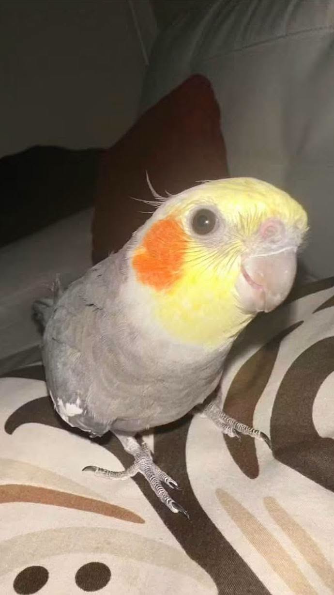 Lost Bird in Las Vegas