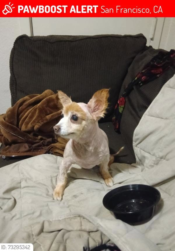 Lost Dog in San Francisco