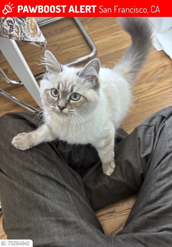 Lost Cat in San Francisco