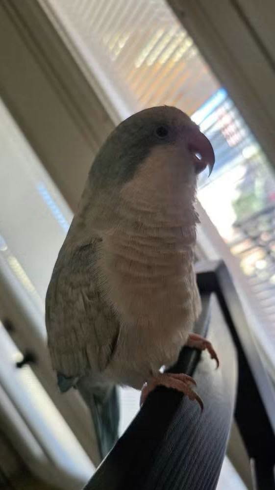 Lost Bird in Las Vegas