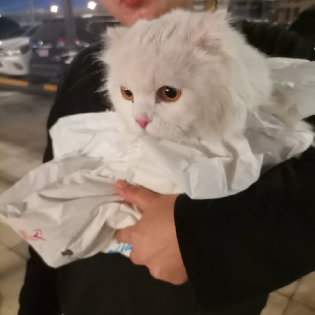 Found cat