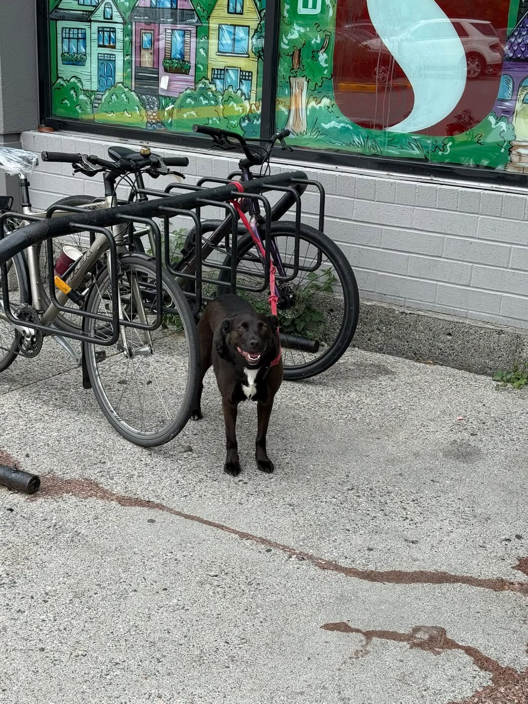 Found dog