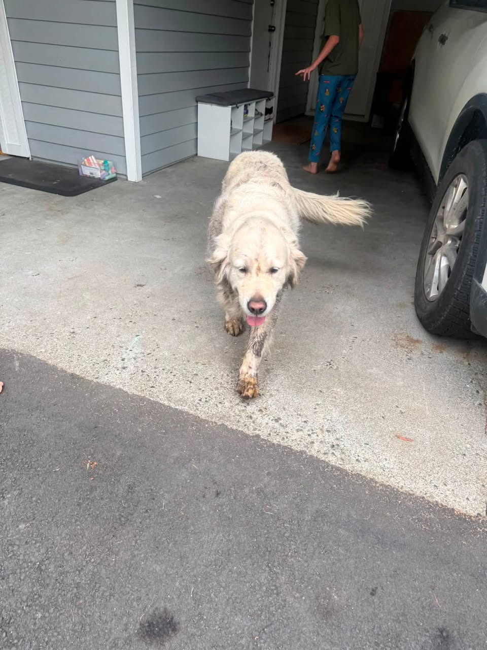 Found dog
