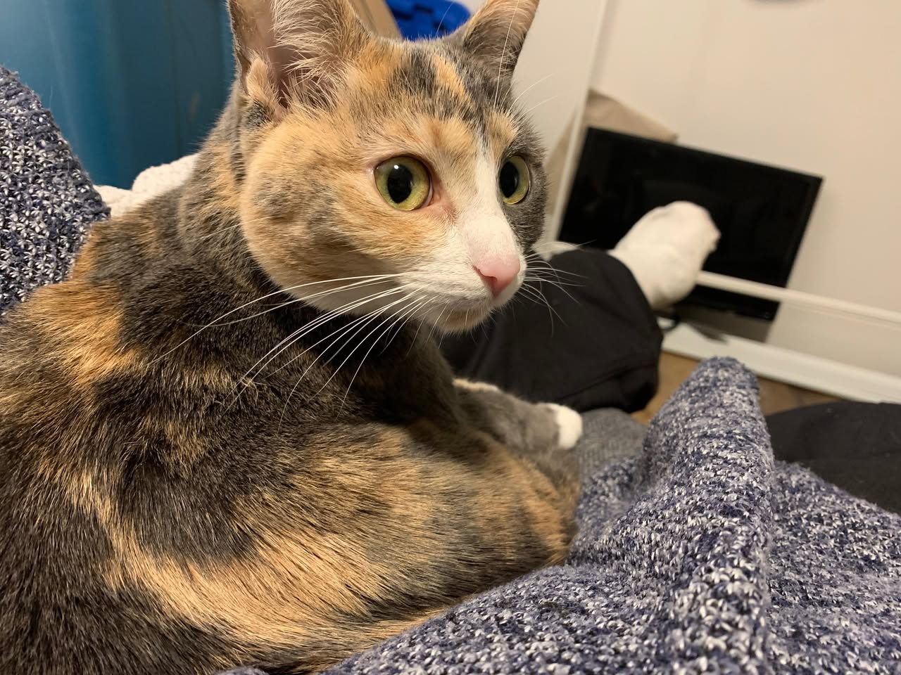 Lost Cat in North Vancouver
