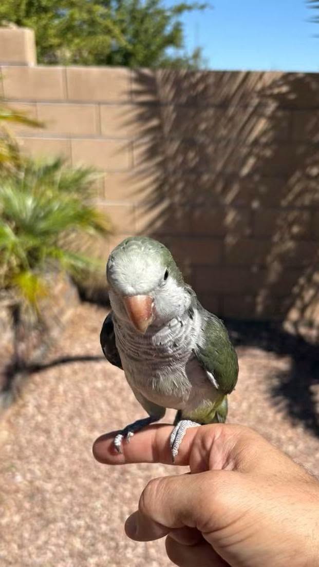 Found bird