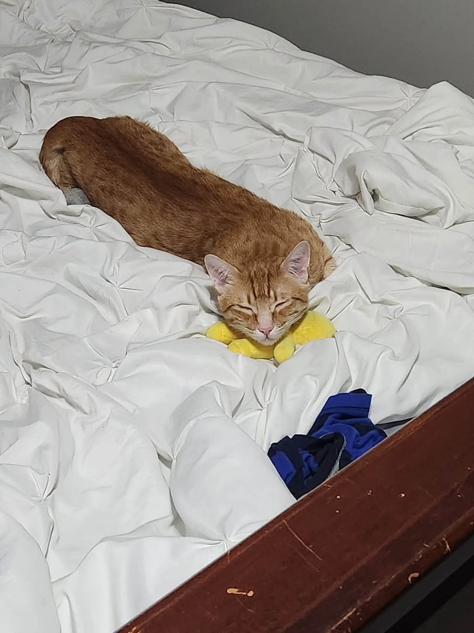 Lost Cat in Capitol Hill