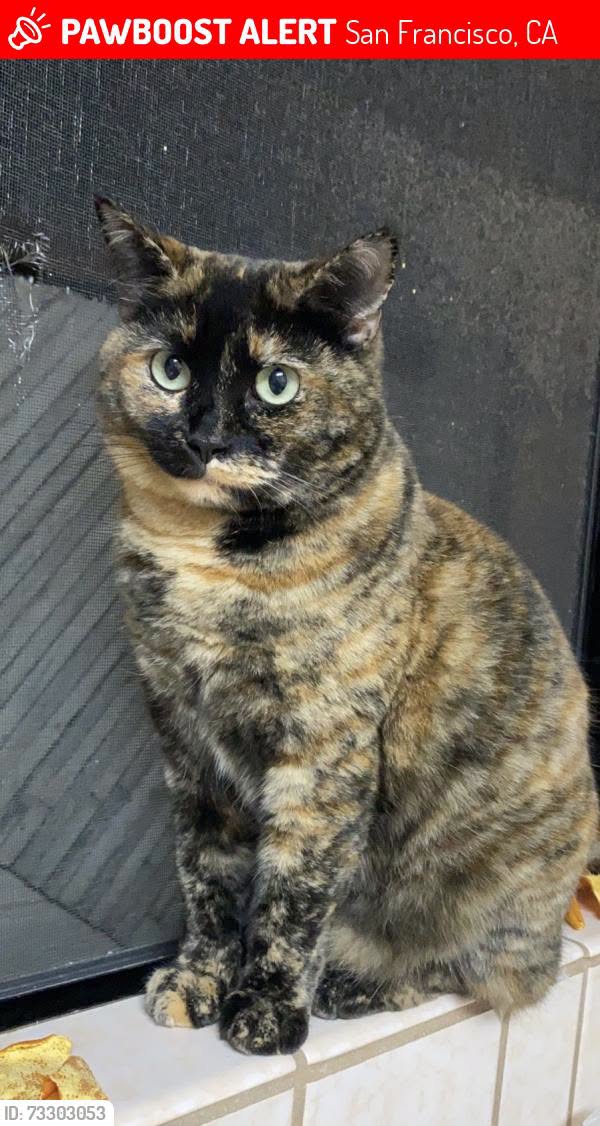 Lost Cat in San Francisco