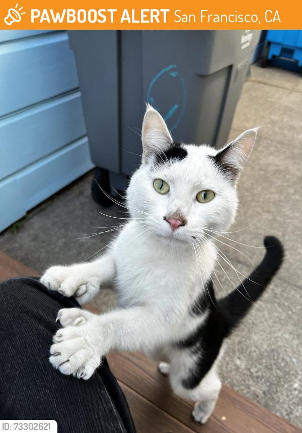 Found cat