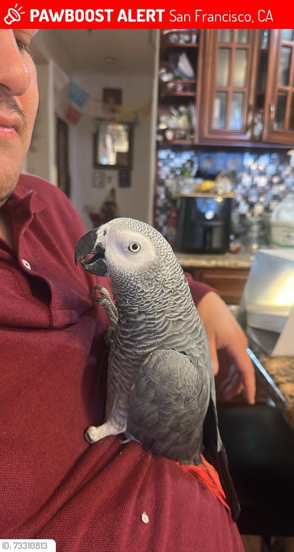 Lost Bird in San Francisco