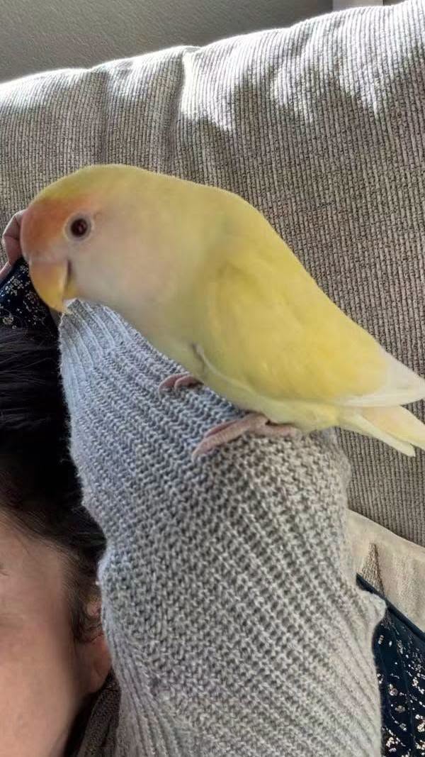 Lost bird