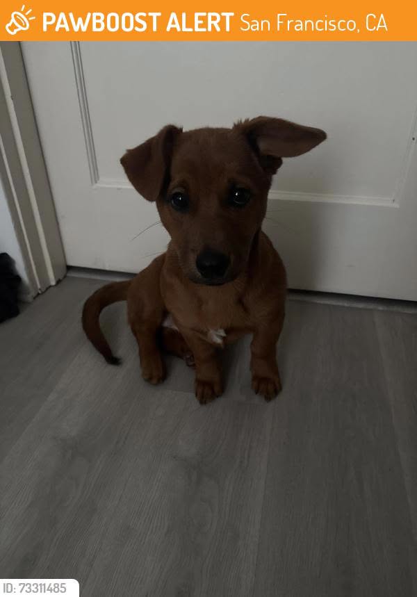 Found dog