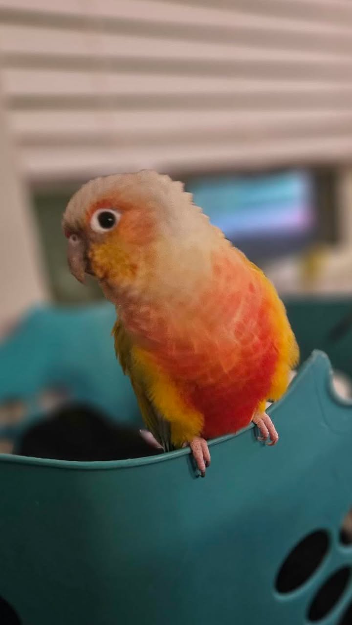 Lost Bird in Las Vegas