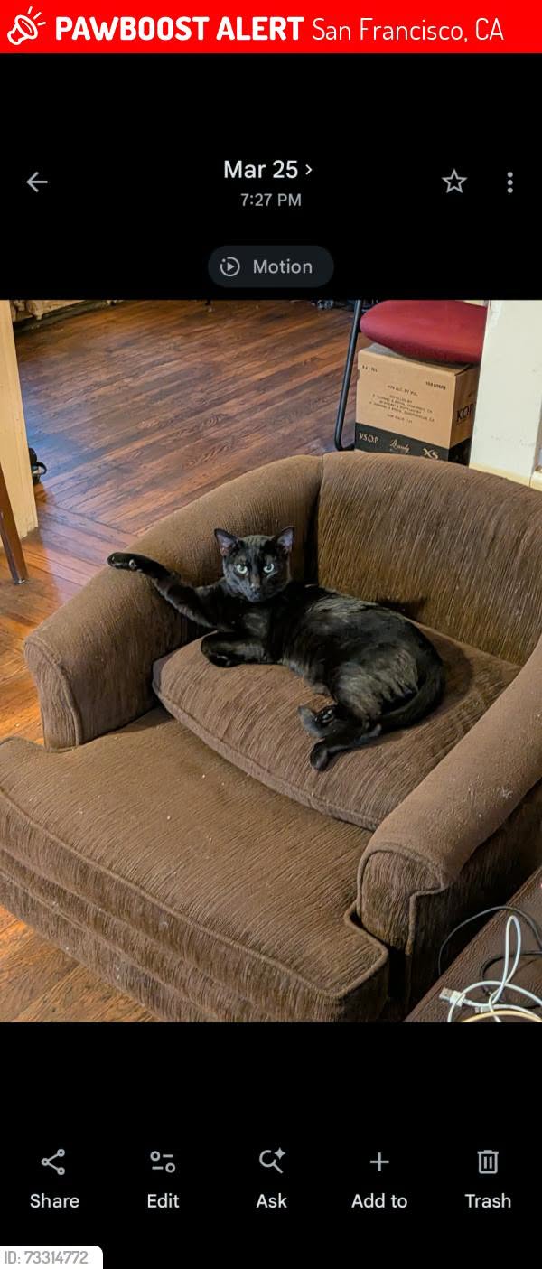 Lost cat