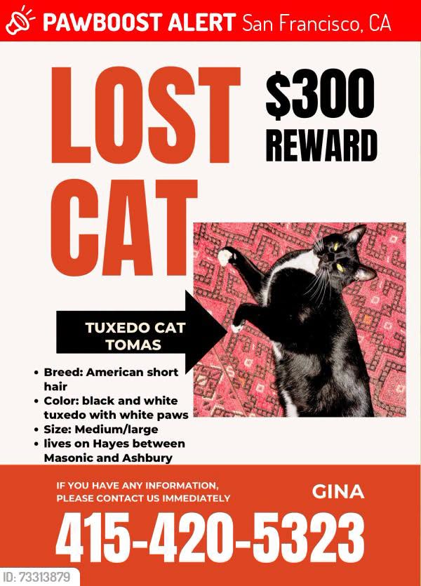 Lost Cat in San Francisco