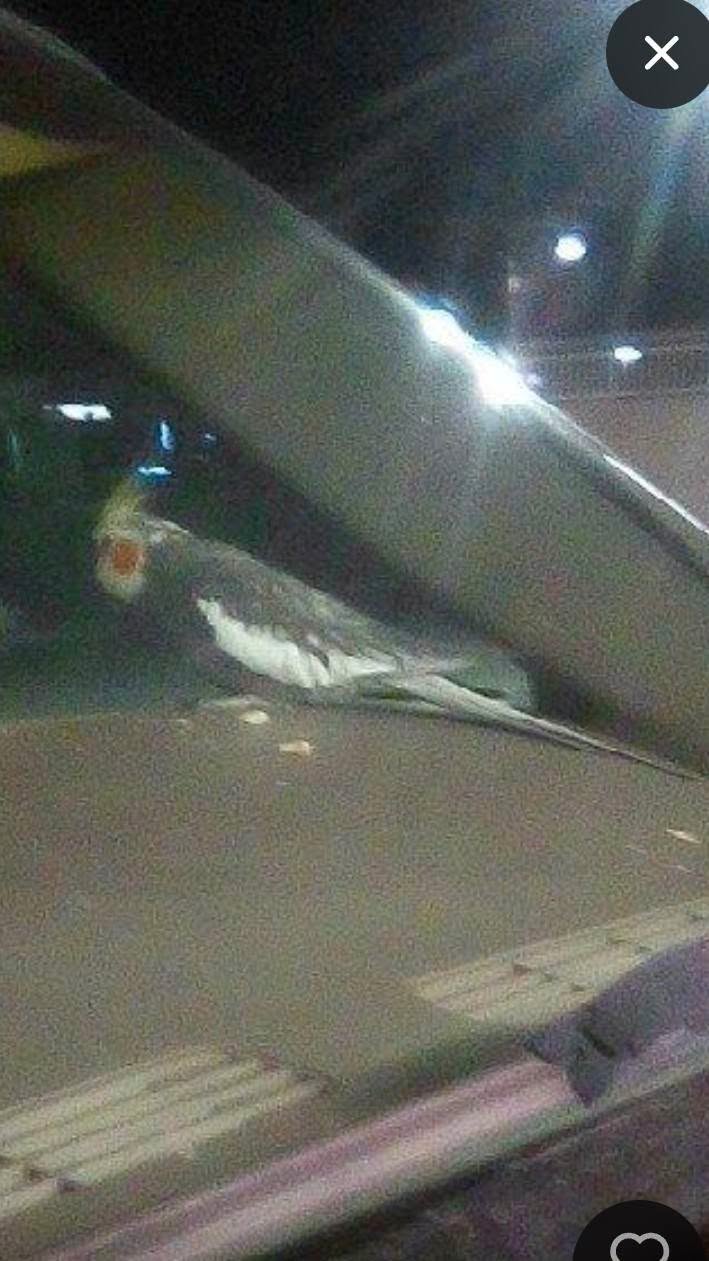 Found bird
