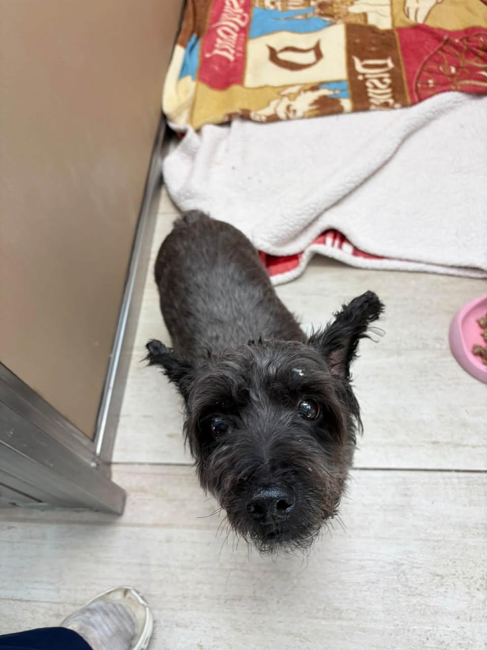 Found dog