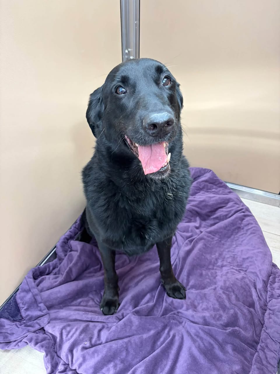 Found dog