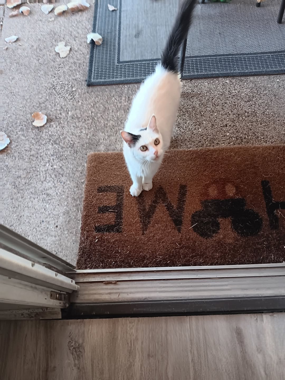 Found Cat in Cedar Hill
