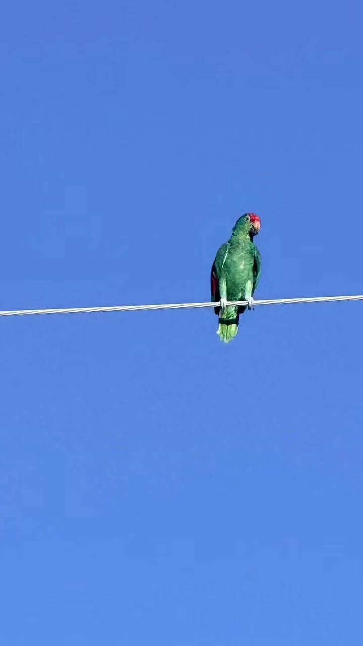 Found bird