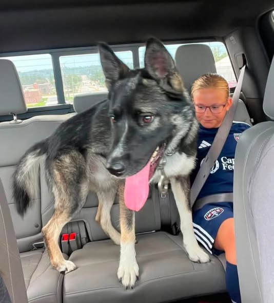 Lost Dog in Kansas City