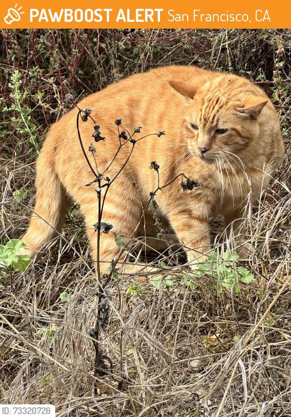 Found cat