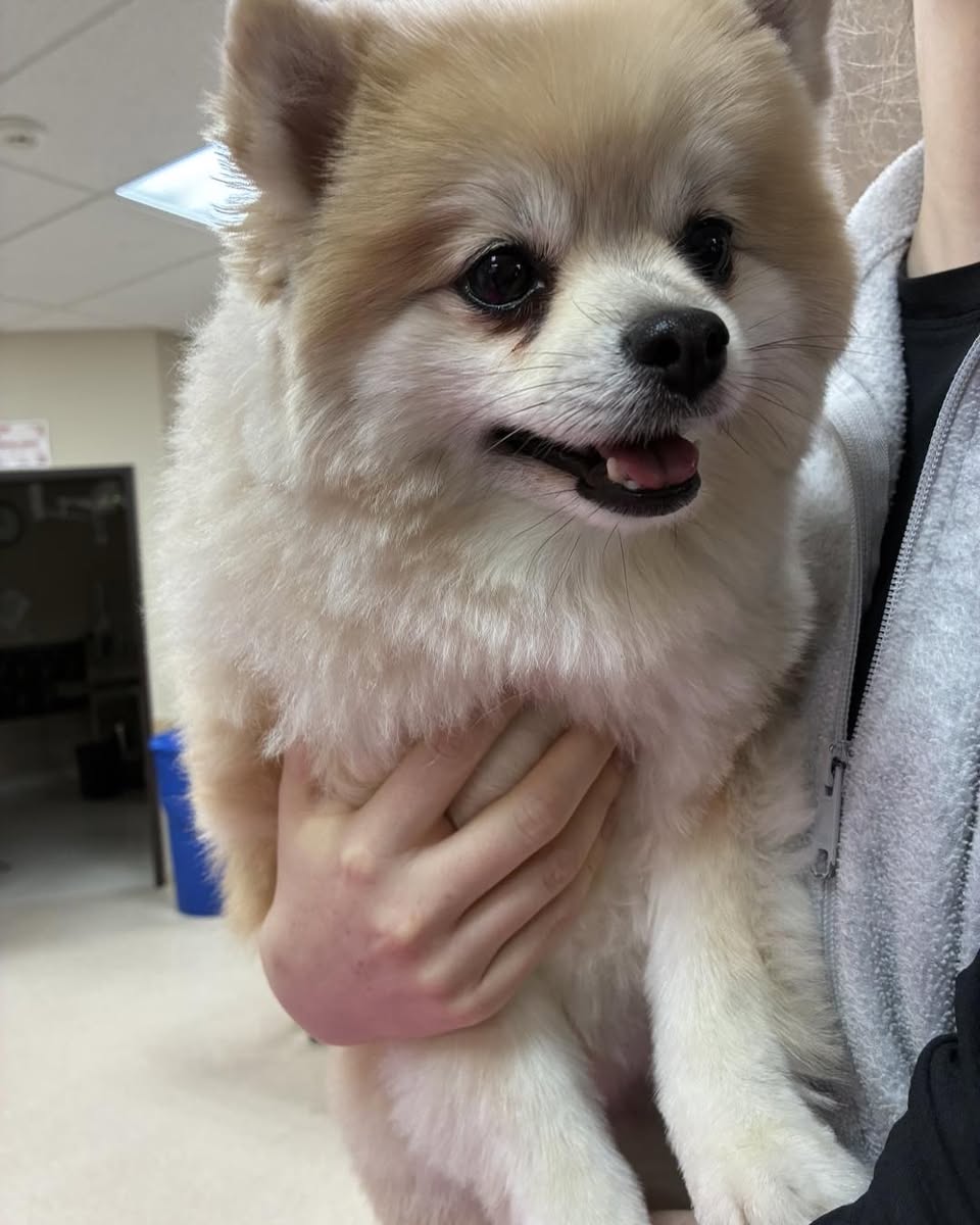 Found dog