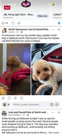 Found dog