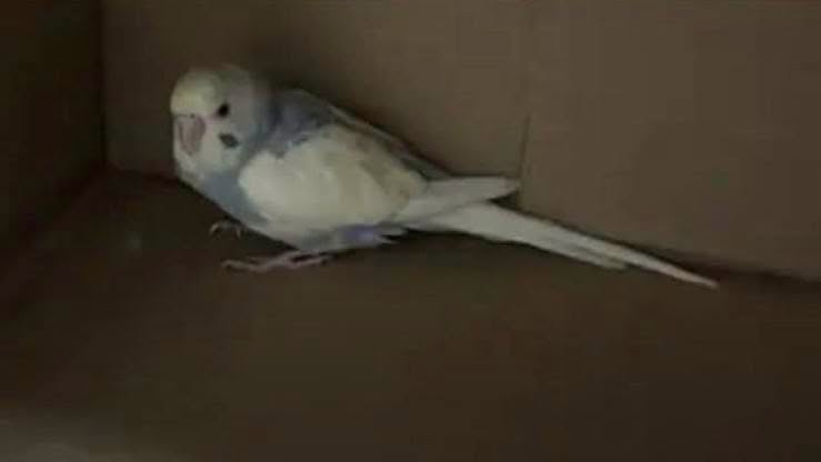 Found budgie