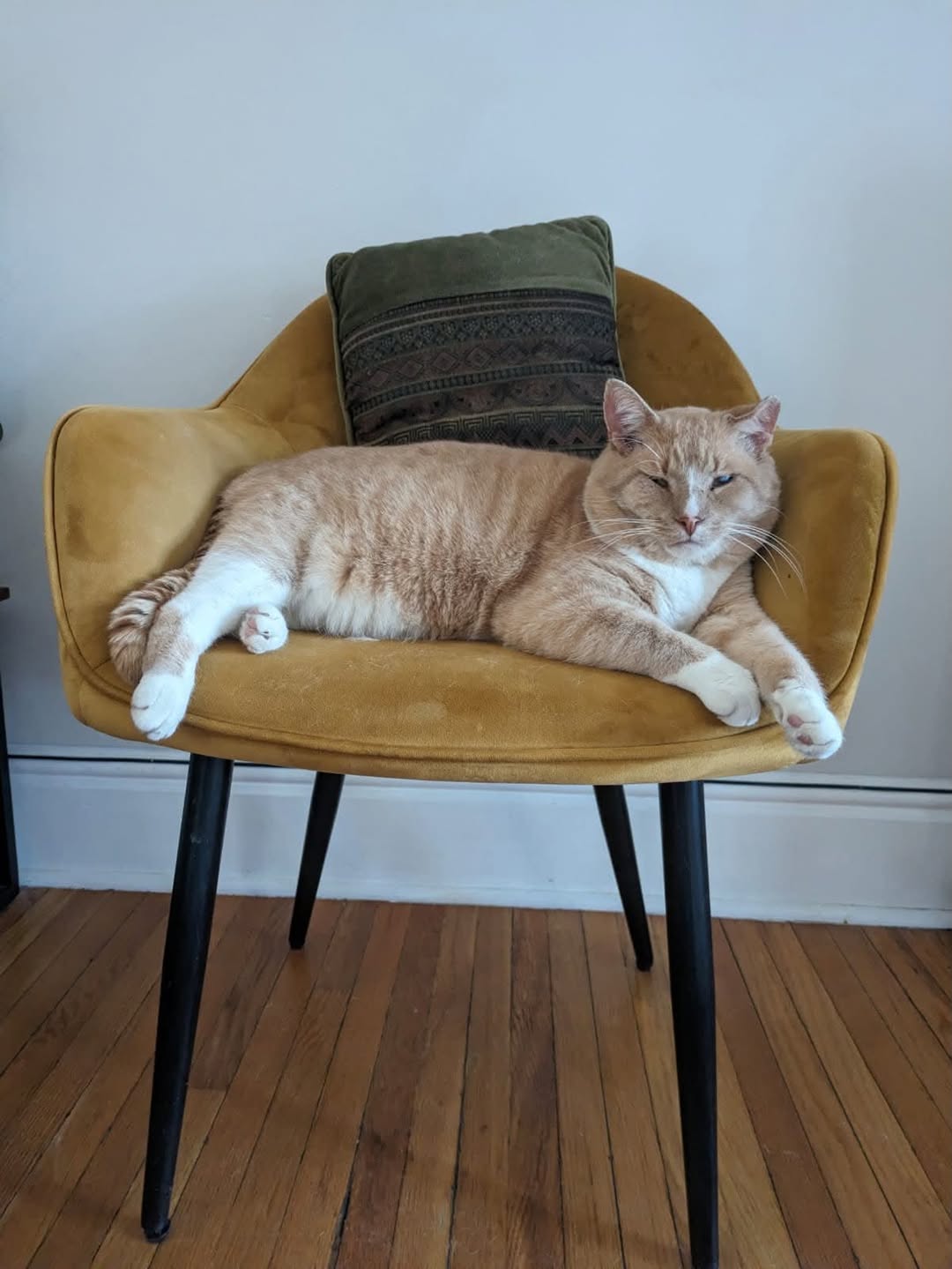 Lost Cat in North Vancouver