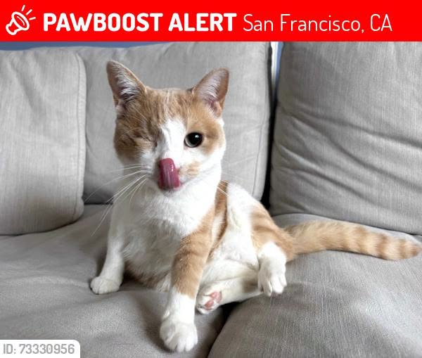 Lost Cat in San Francisco