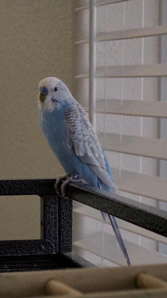 Lost Budgie in North Las Vegas