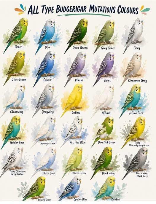 Found budgie