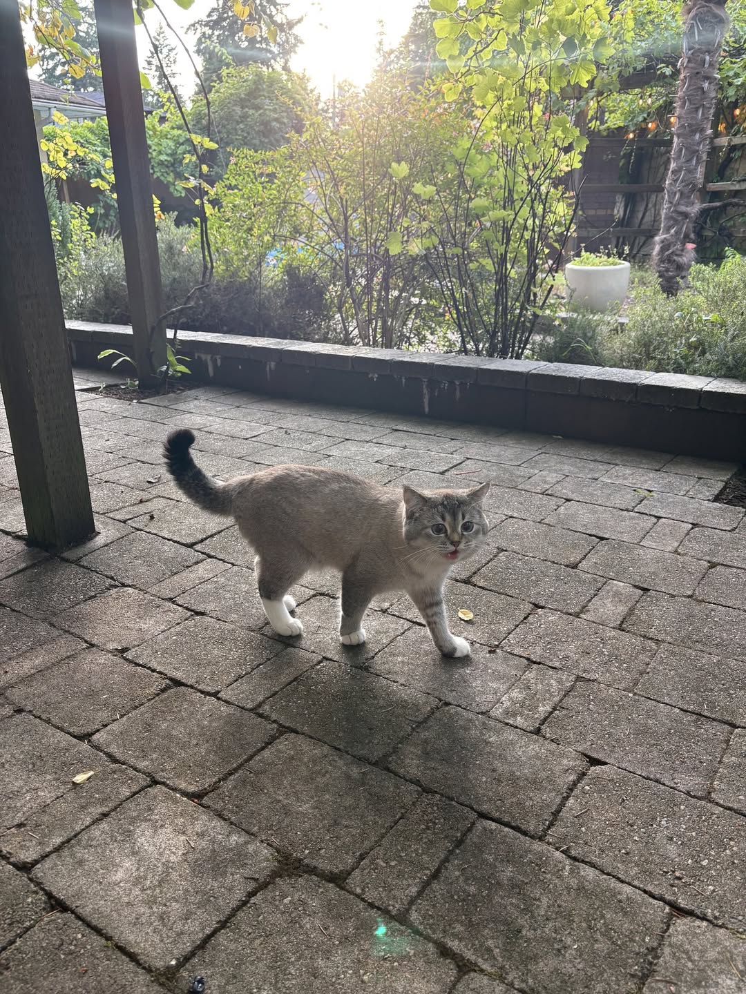 Lost cat