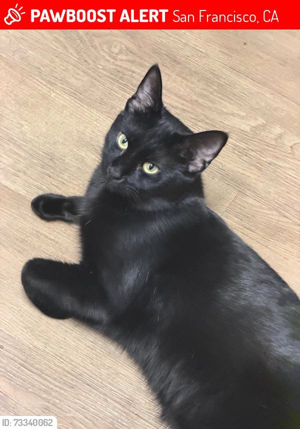 Lost Cat in San Francisco