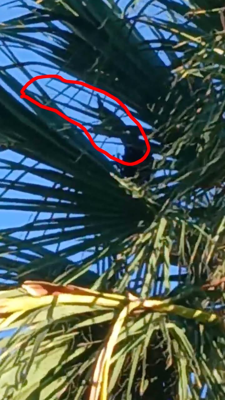 Found bird