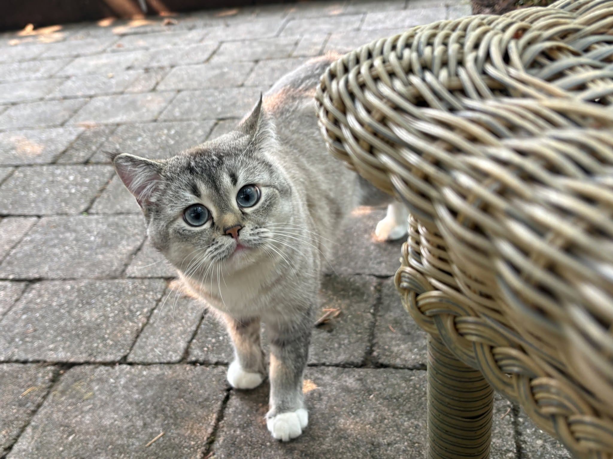 Lost Cat in Canyon Heights