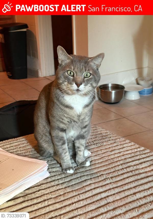 Lost Cat in San Francisco