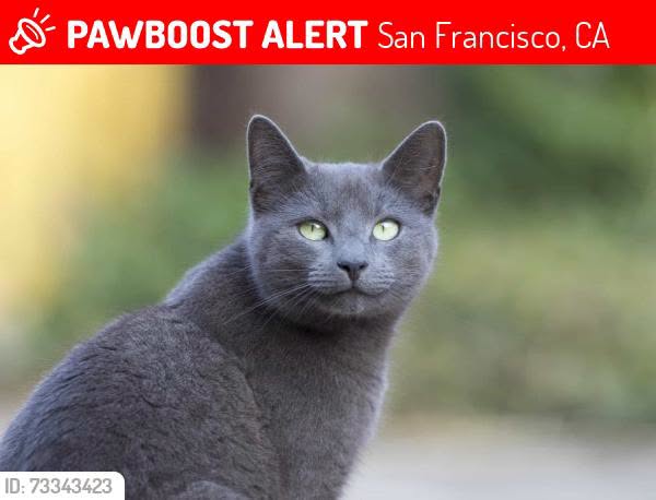 Lost Cat in San Francisco
