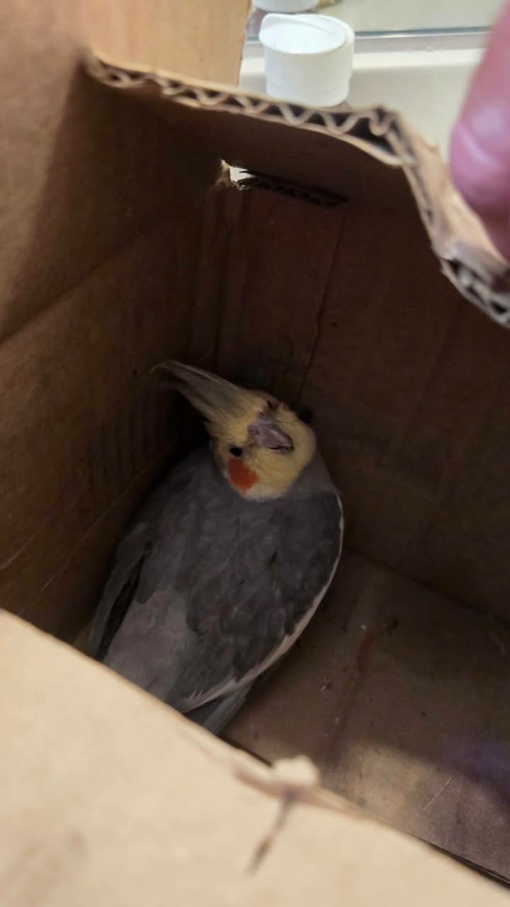 Found bird