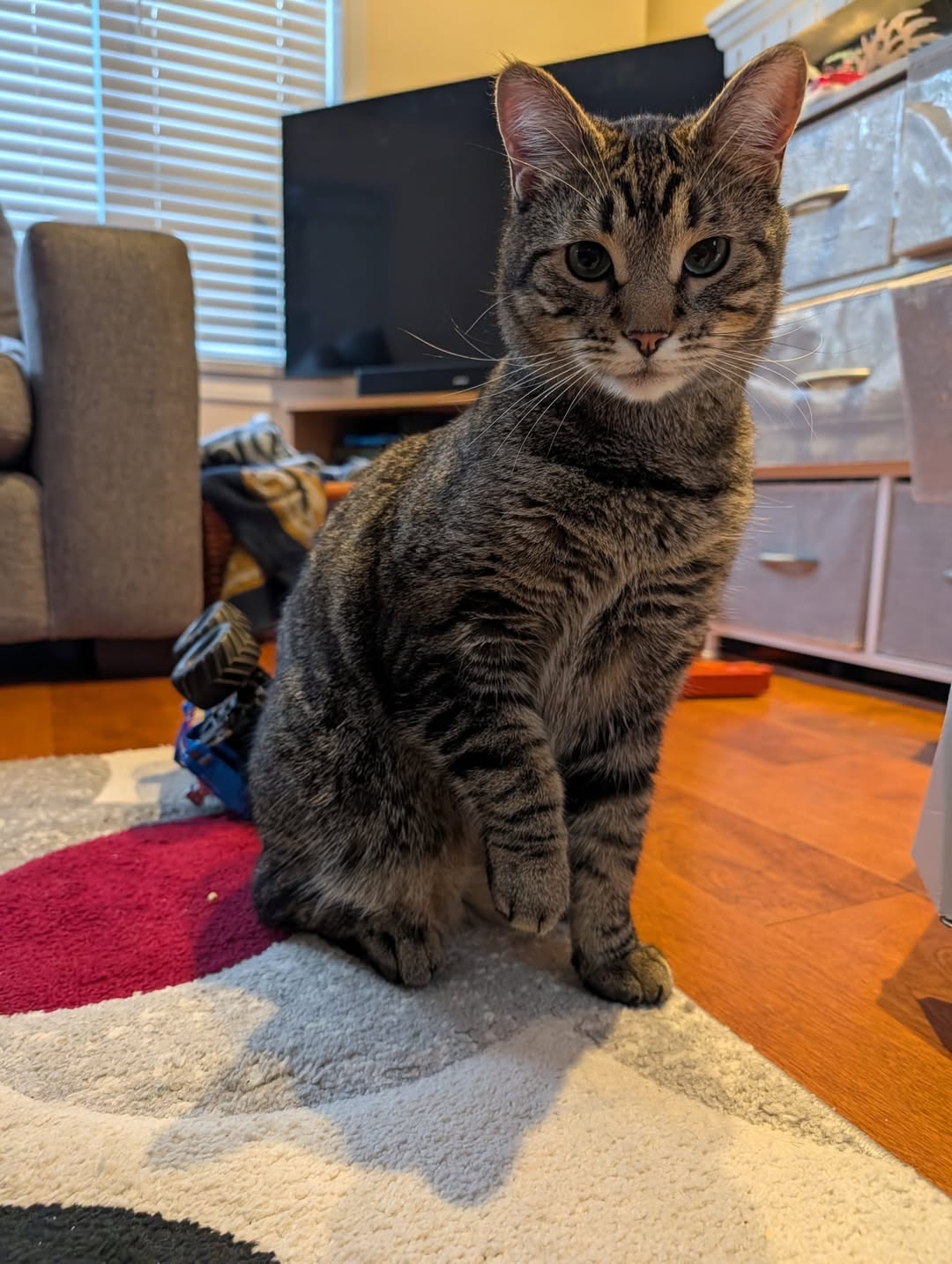 Lost cat