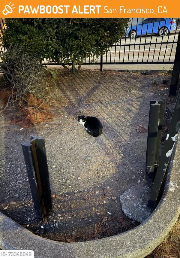 Found cat