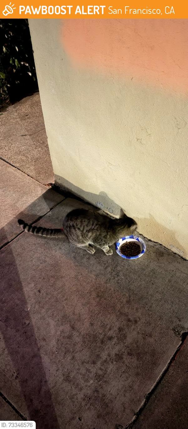 Found cat