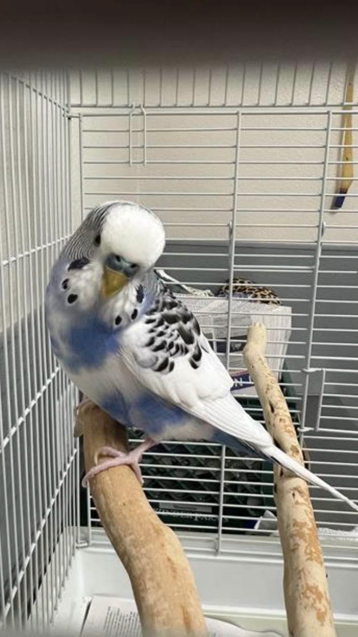 Found budgie