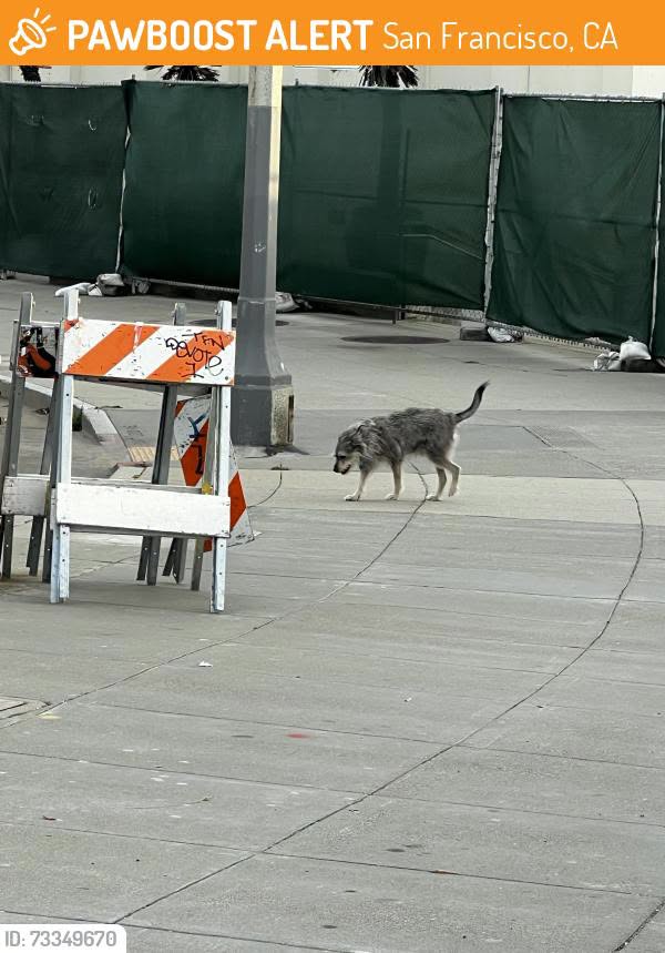 Found dog