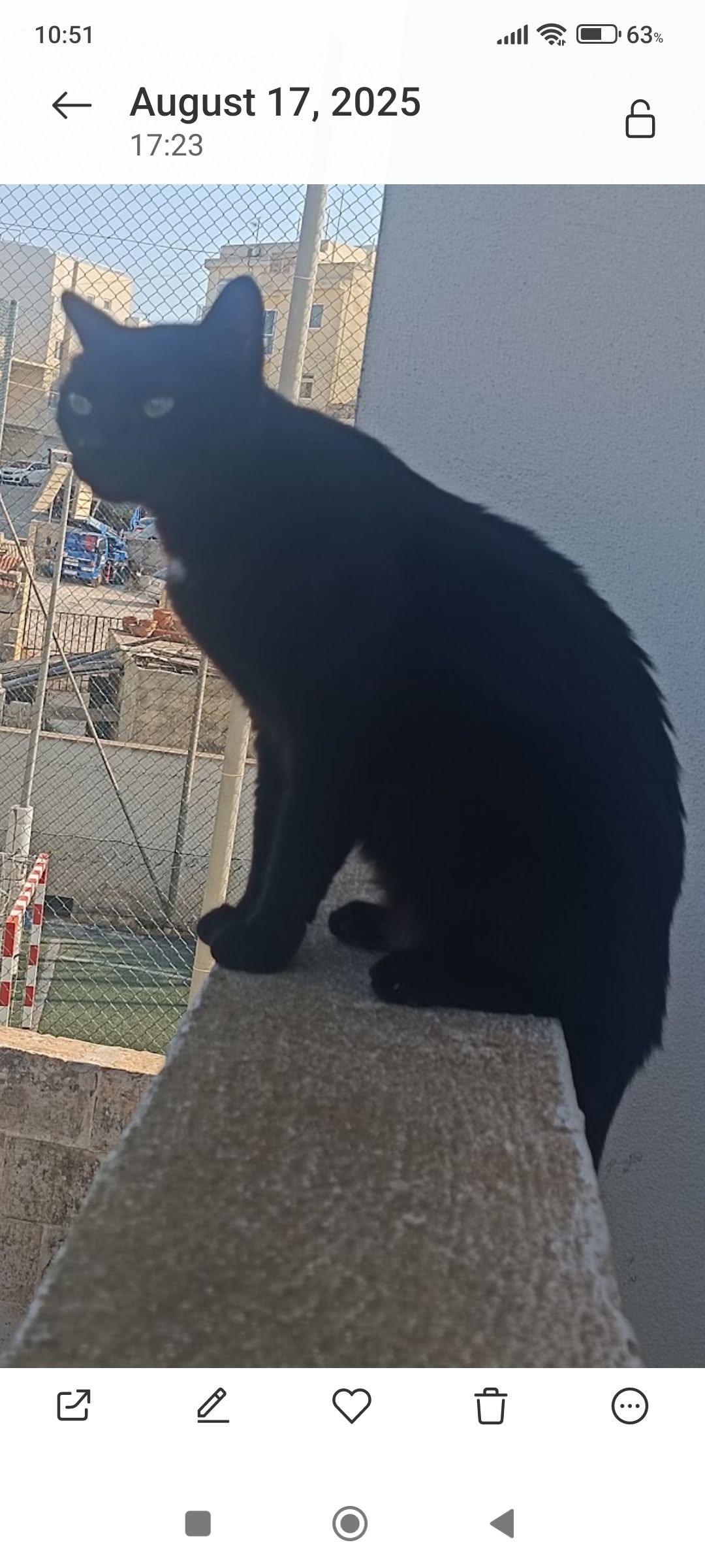 Lost Cat in Malta