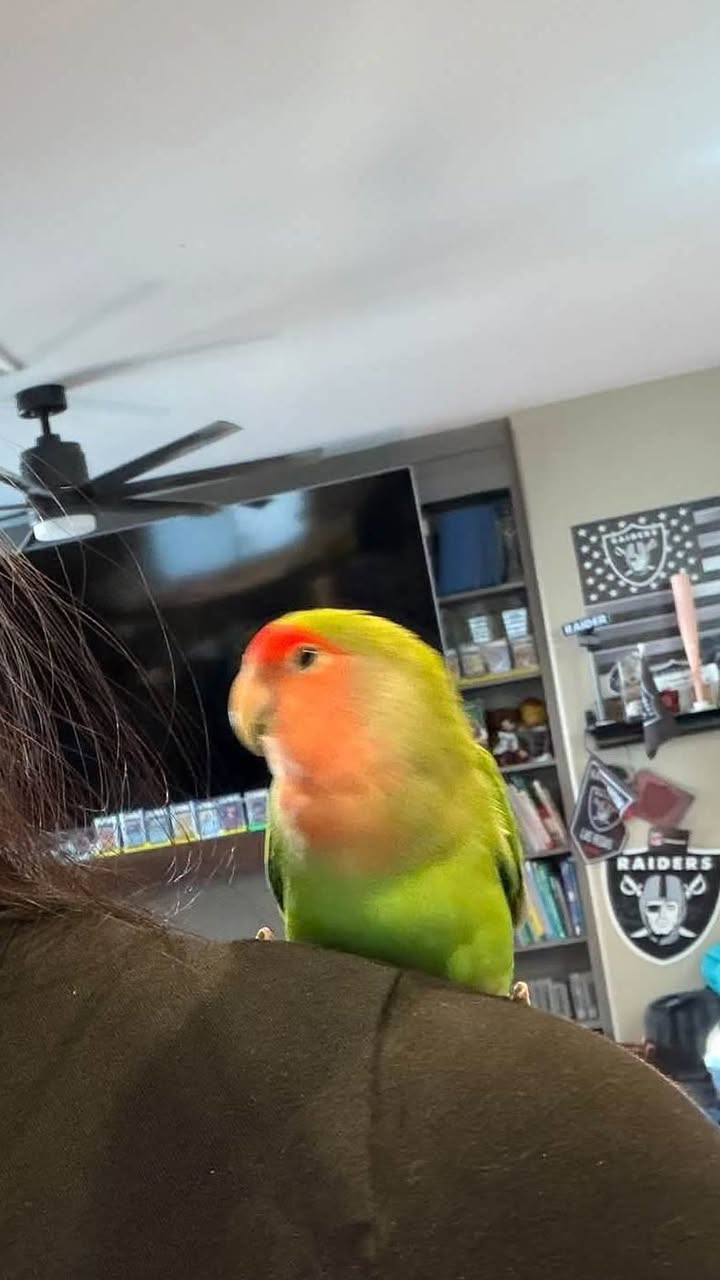 Lost bird