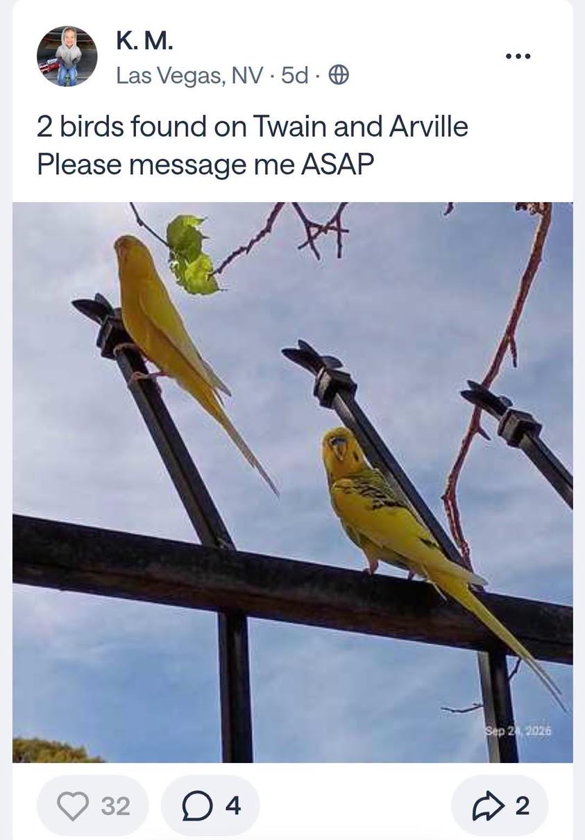 Found budgie