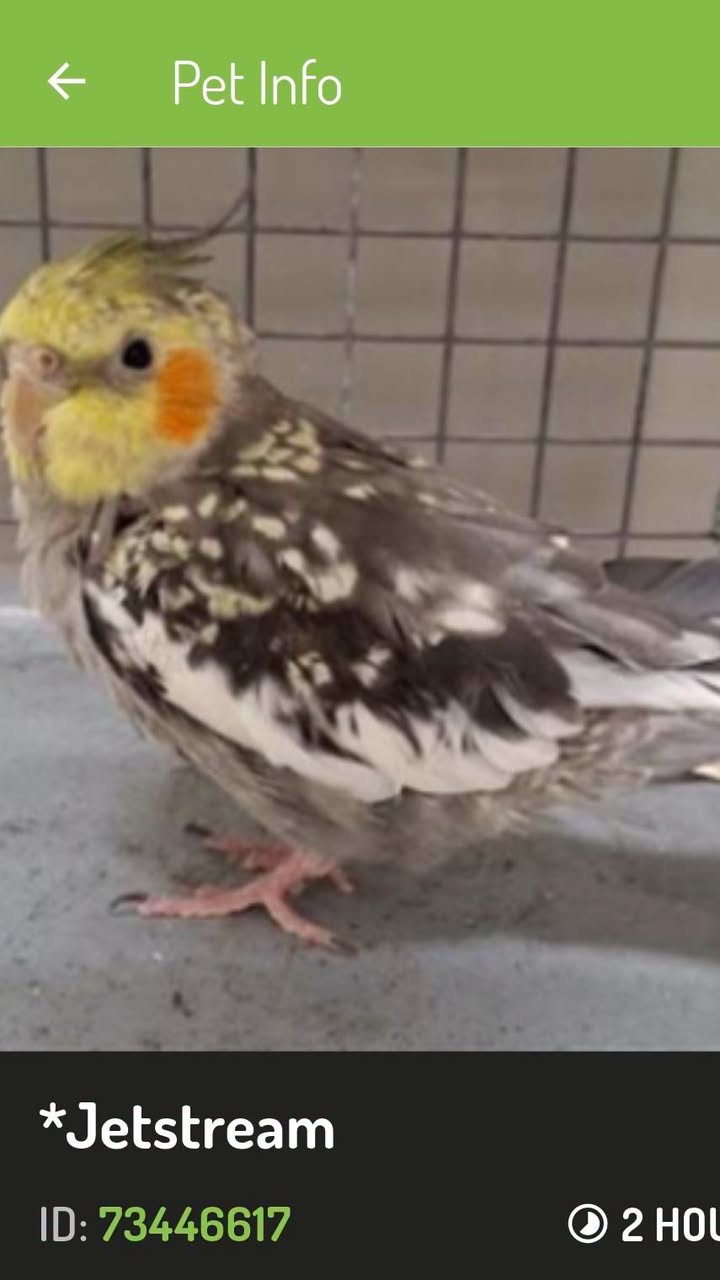Found bird